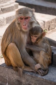Family of monkeys at temple - image #183053 gratis